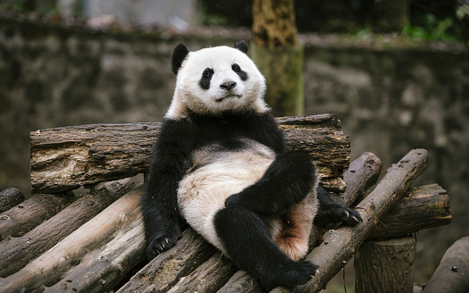 Giant Panda of Sichuan, China. Chinese National symbol