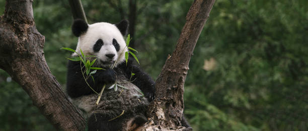 chengdu panda - panda mammifero con zampe foto e immagini stock