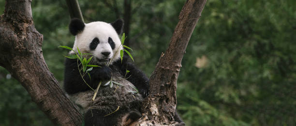 Chengdu Panda Chengdu Panda landscape nature plant animal stock pictures, royalty-free photos & images