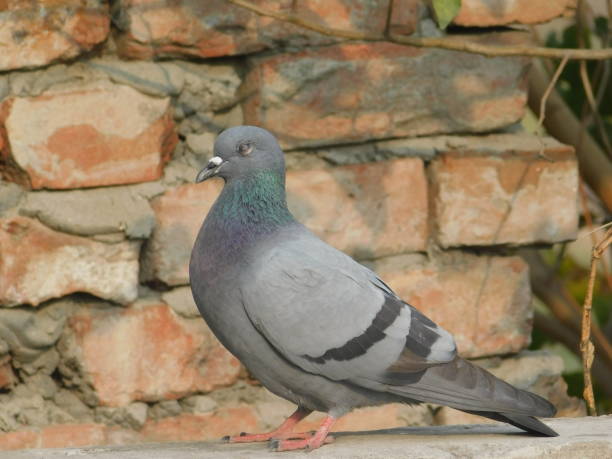 istock Chirping birds in the terrace 1358944338