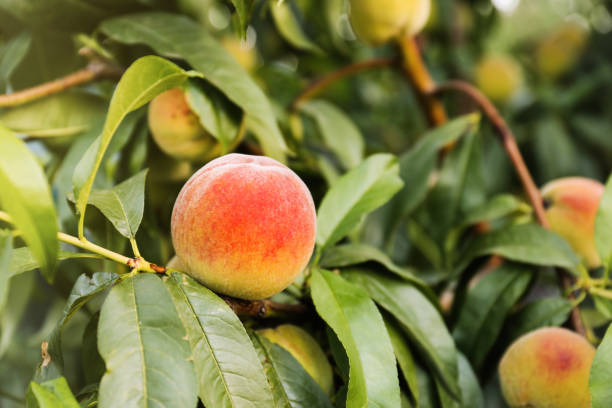 istock Ripe peach on tree branch in garden, closeup 1358944374