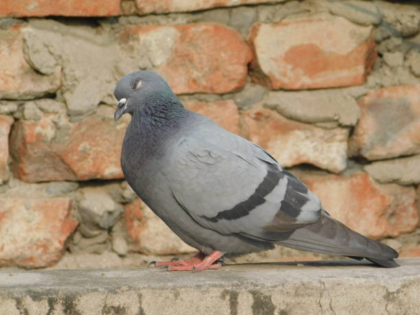 istock Evening time with nature and birds 1358944485