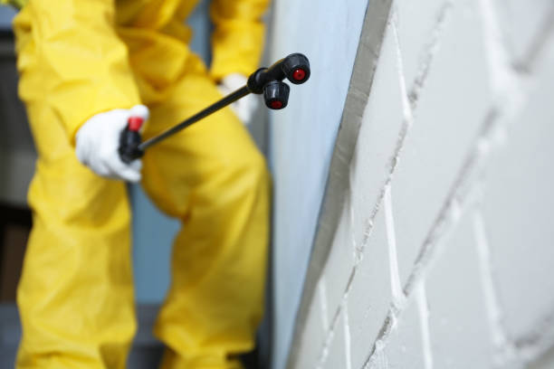Pest control worker spraying pesticide indoors, closeup Pest control worker spraying pesticide indoors, closeup pest control photos stock pictures, royalty-free photos & images