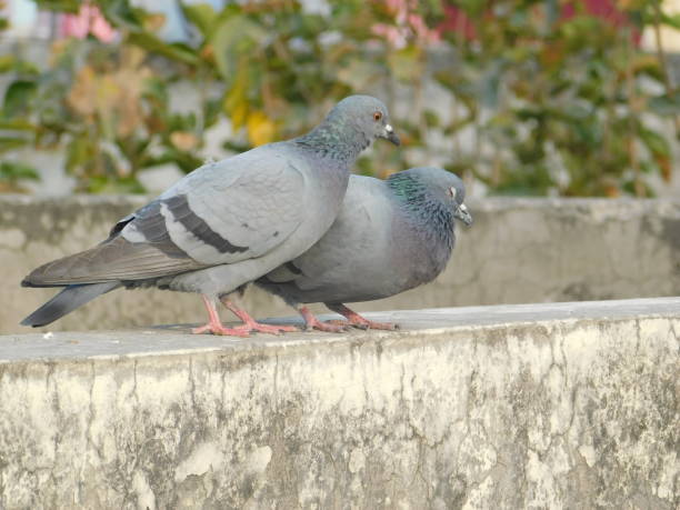 istock Evening time with nature and birds 1358944540
