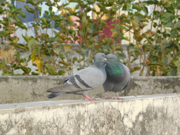 istock Evening time with nature and birds 1358944557
