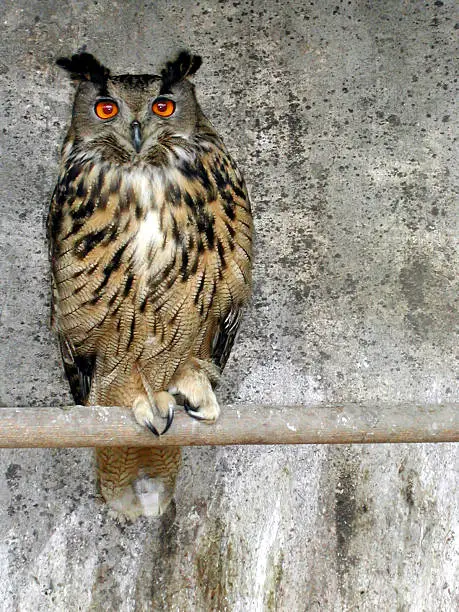 Owl taken at a school farm in Hertfordshire, England.