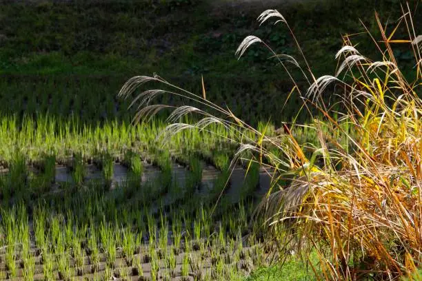 A paddy field is a flooded field of arable land used for growing semiaquatic crops, most notably rice and taro.