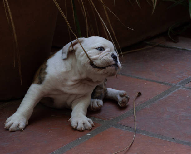 istock English bulldog puppy 1358945666
