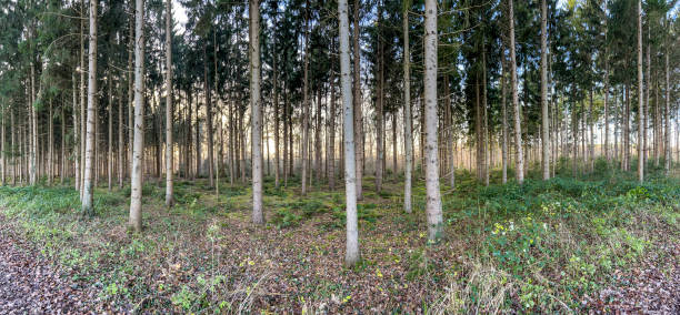 A beautiful forest in winter in Lower Saxony in Germany.