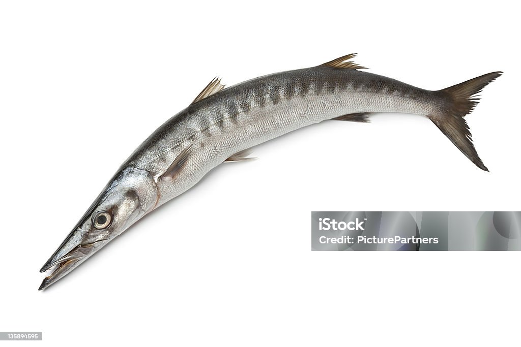 Gesamte einem frischen Fisch Barracuda - Lizenzfrei Barrakuda Stock-Foto