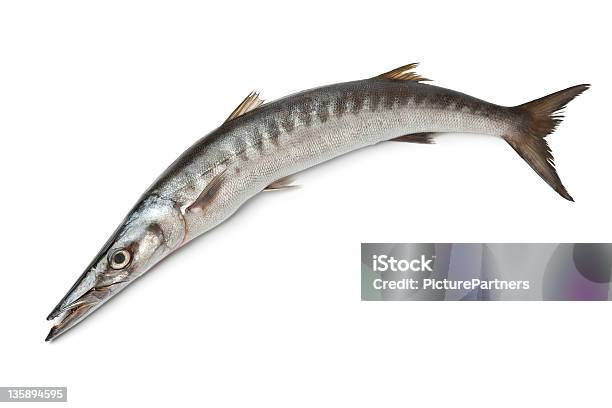 Foto de Conjunto Único De Peixes Frescos Barracuda e mais fotos de stock de Barracuda - Barracuda, Comida, Cru