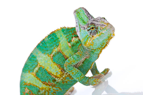 istock Close-up of big chameleon 135894696