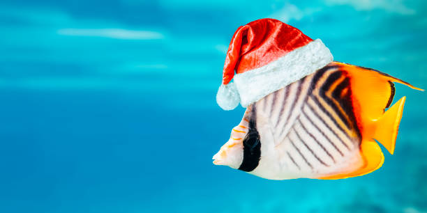 istock goldfish underwater carrying christmas presents with santaclaus hat 1358948479