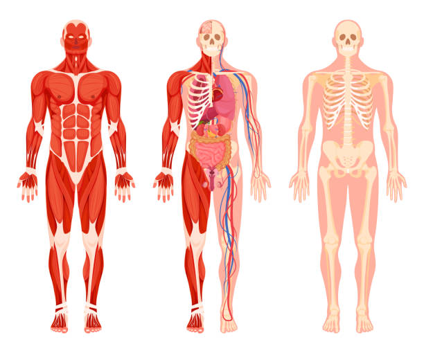 ilustrações, clipart, desenhos animados e ícones de órgãos internos do corpo humano definem vetor plano muscular, nervoso circulatório e esquelético - fisiologia