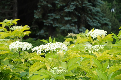 Yellowish green foliage and white flowers of gold leaf European elderberry in June