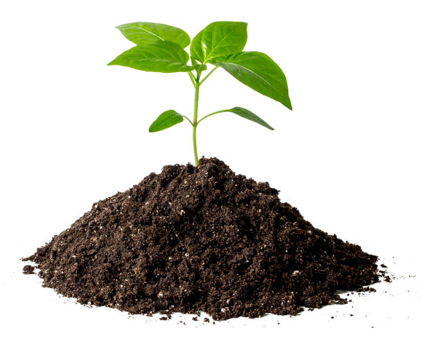 istock Green sprout in the dirt isolated on white 1358950800