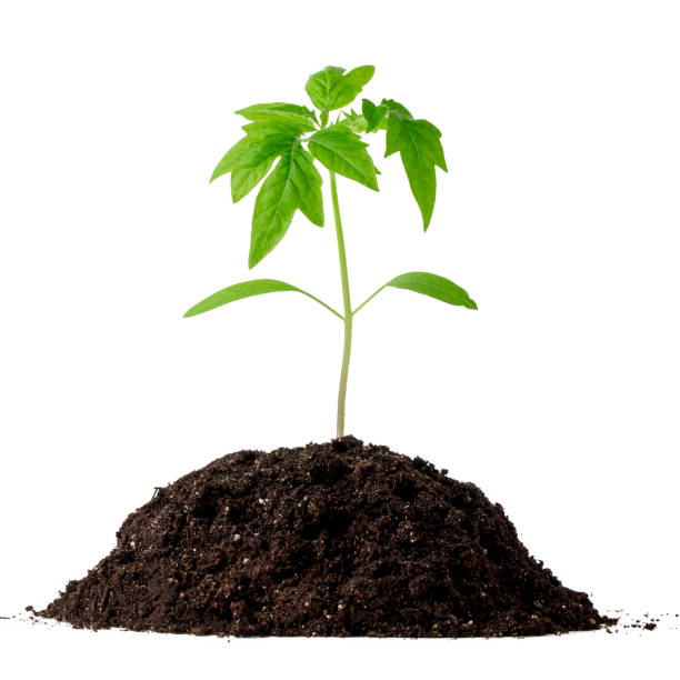 istock Green sprout in the dirt isolated on white 1358950808