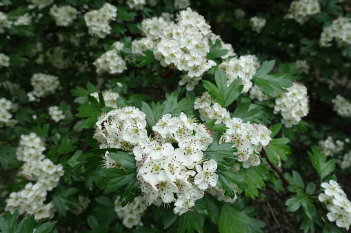 Close shot of white flowers of common hawthorn in May
