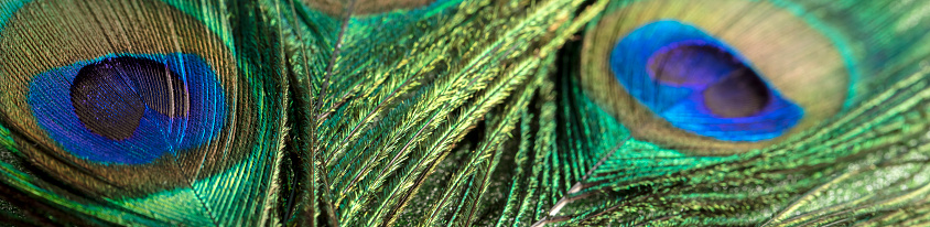 Macro photograph showing an abstract image of a peacock feather and four water droplets.