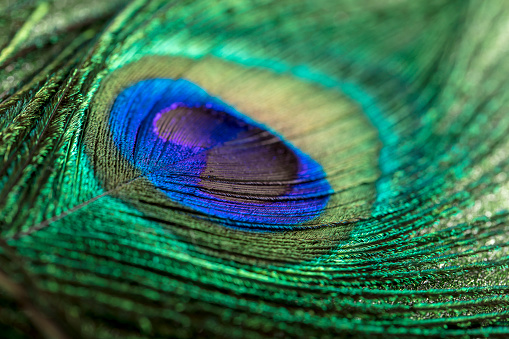 Background with peacock feather macro texture, multicolored