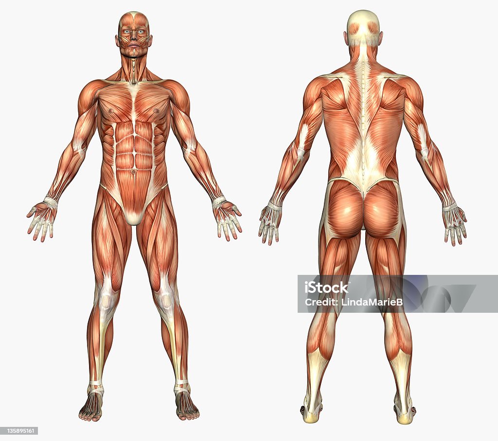 - les Muscles de l'anatomie humaine masculine - Photo de Musclé libre de droits