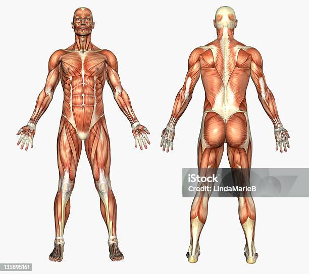 Photo libre de droit de Les Muscles De Lanatomie Humaine Masculine banque d'images et plus d'images libres de droit de Musclé - Musclé, Anatomie, Corps humain