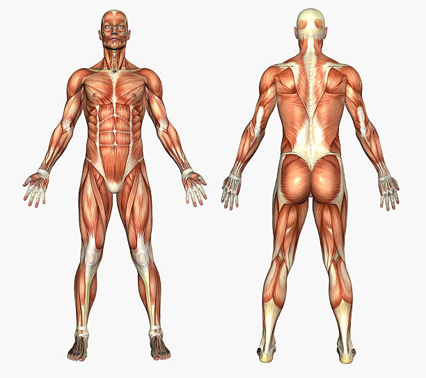 muscoli anatomia umana-maschio - back rear view men muscular build foto e immagini stock