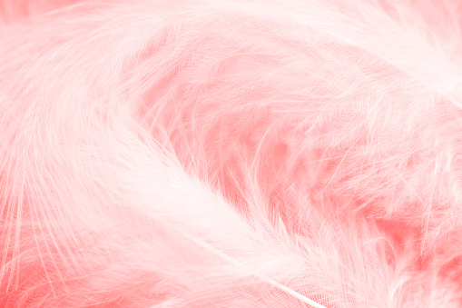 Extreme close-up of a white feather on a pink background.