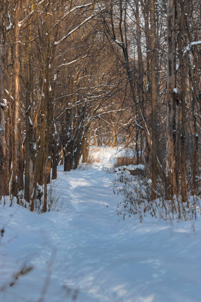 istock Path in winter forest on a sunny day 1358952164