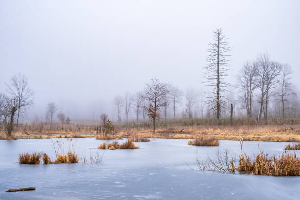 Misty winter day by a frozen lake