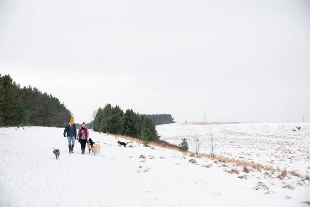 istock Walking The Dogs Together 1358954408