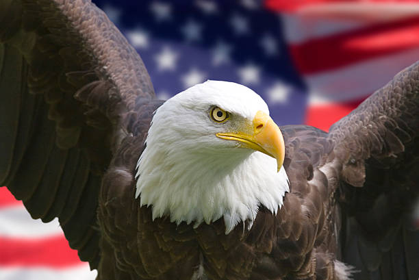 Bald eagle in the front of the American flag