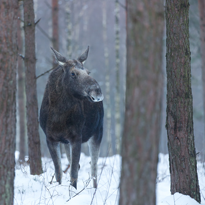 Elk, Moose, Älg (Alces alces). Close up image presenting adult animal in the winter scenery. Pine forest. No antlers. No people. Meeting in the wild. Nature photography.
