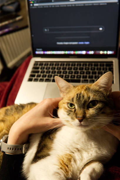istock Cute cat disturbing work on laptop 1358955291