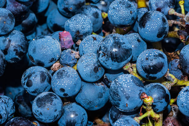 uvas maduras de vino syrah negras o azules utilizadas para hacer vino rosado o tinto listo para cosechar en viñedos - globe grape fotografías e imágenes de stock