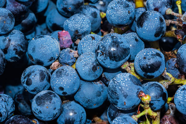 잘 익은 블랙 또는 블루 시라 와인 포도 로즈 또는 레드 와인 포도 포도원에서 수확 할 준비가 만들기 위해 사용 - globe grape 뉴스 사진 이미지