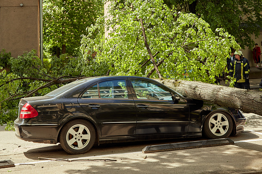 May 28, 2021, Riga Latvia: a strong wind broke a tree that fell on a car parked nearby, disaster background