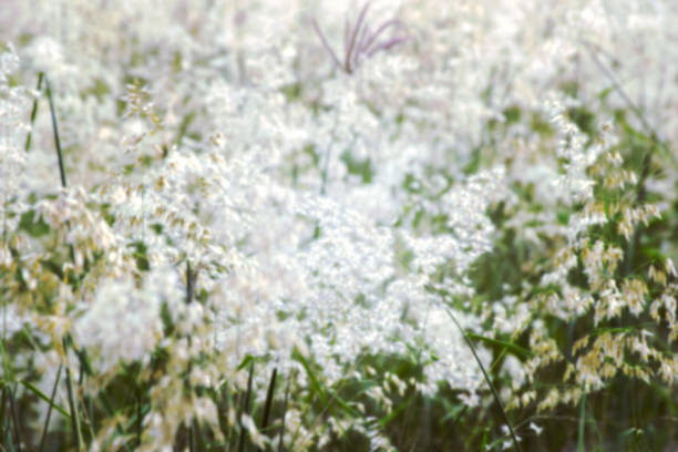 Blurred Flowers grass background abstract vintage.