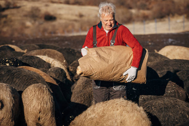 istock Senior farmer feeding  pigs on the open farm 1358959202