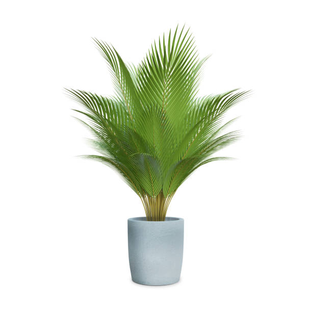 istock Palm tree isolated on white background with clipping path 1358960522