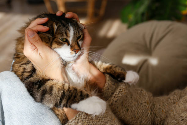 istock Young woman and her cat 1358961456