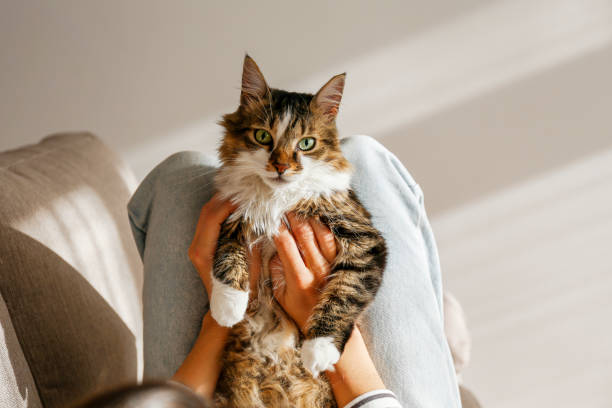 istock Young woman and her cat 1358961529