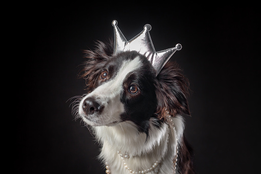 Border collie dog with crown on head.