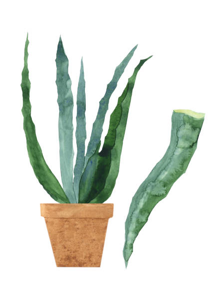 istock Aloe in clay pot and leaf elements isolated on white background. Watercolor hand drawing illustration of aloe vera in brown container. Perfect for medical design, home decor, print. 1358965179
