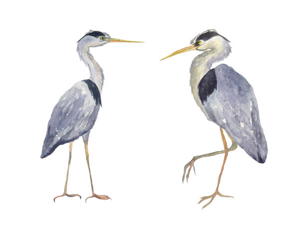istock Watercolor two heron birds isolated on white background. Hand drawing illustration of Grey heron. Japonese bird. Perfect for cards, print, sticker, greeting card. 1358965191