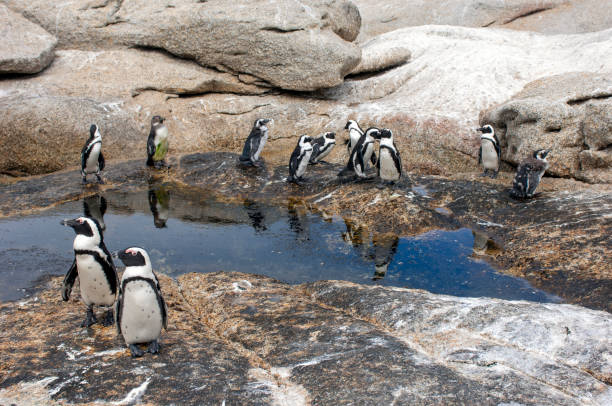 istock African Penguins, Boulders Beach, South Africa. 1358965341