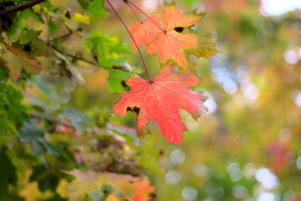 istock Autumn leaves on a tree close up. 1358966149