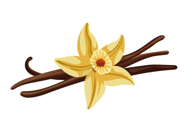 ilustraciones, imágenes clip art, dibujos animados e iconos de stock de flor de vainilla con palitos de vainilla secos. - vainilla
