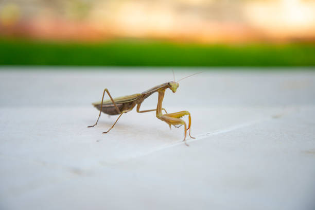 istock Praying mantis is standing on a white background and looking at camera. There is grass on the background 1358967734