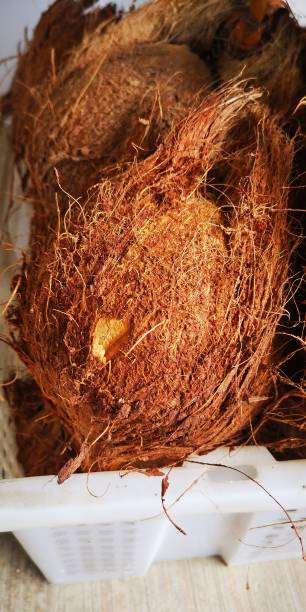 istock Peeled coconut in brown colour 1358967738